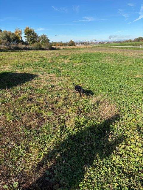 Geisenfeld Bauernhöfe, Landwirtschaft, Geisenfeld Forstwirtschaft