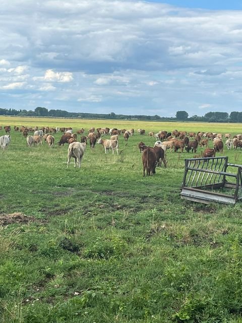 Nauen Bauernhöfe, Landwirtschaft, Nauen Forstwirtschaft