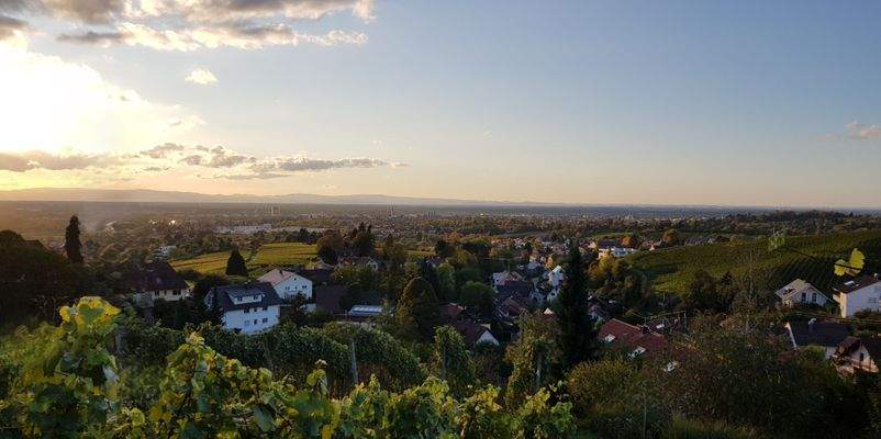 Panorama vom eigenen Weinberg 1