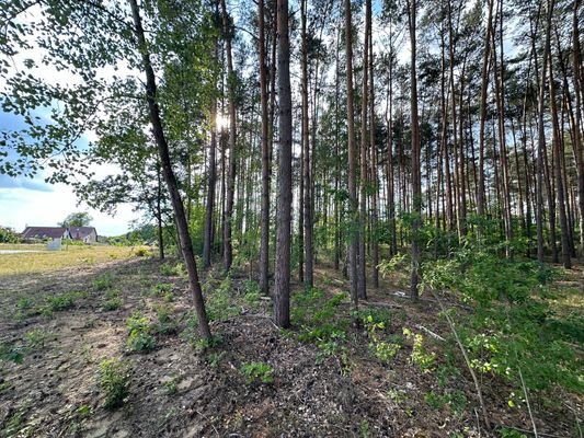 Angrenzender Wald