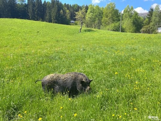 Natur pur!