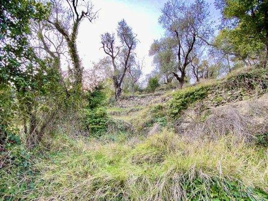 DA812_07 TERRA ITALIA IMMOBILIEN_LIGURIEN_DOLCEACQ