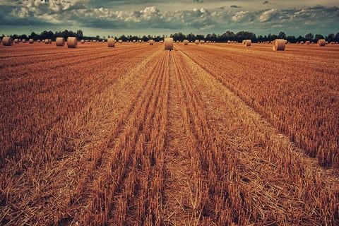 Rahden Bauernhöfe, Landwirtschaft, Rahden Forstwirtschaft