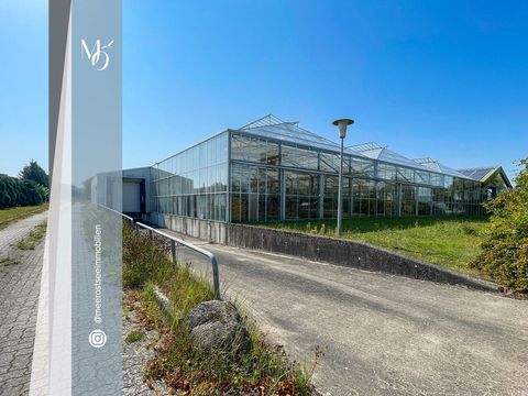 Wendorf Halle, Wendorf Hallenfläche