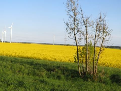 Loitz / Vorbein Bauernhöfe, Landwirtschaft, Loitz / Vorbein Forstwirtschaft