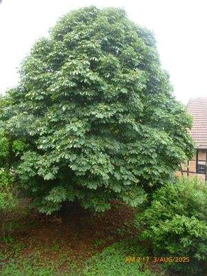 Teilweise  alter  Baumbestand