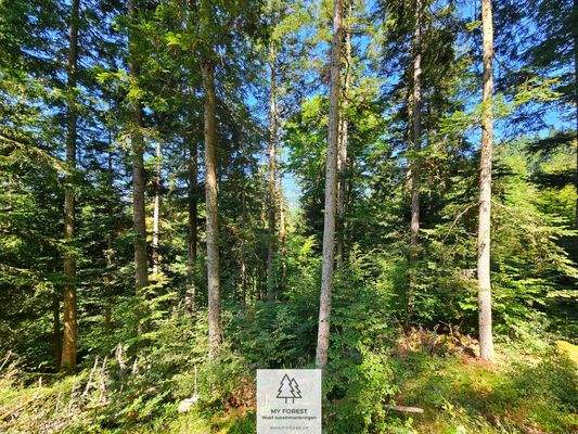 waldverkauf-hoechenschwand_10.jpg