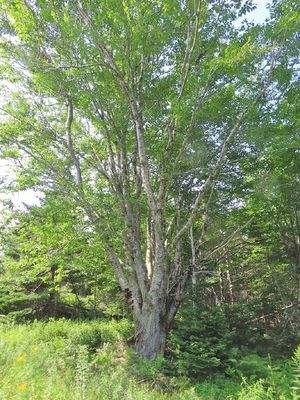 Cape Breton - Shaw Lake - 11,2 Hektar-Areal in her
