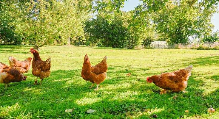 Und gefällt Ihnen das Haus und der Hof? Dann nehmen Sie schnell Kontakt mit uns auf!!