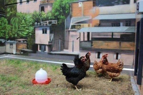 Special - Hottest chicks in Town