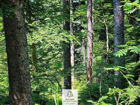 Höchenschwand Renditeobjekte, Mehrfamilienhäuser, Geschäftshäuser, Kapitalanlage