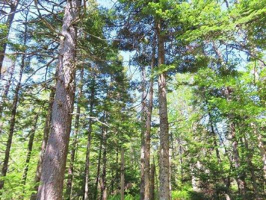 Cape Breton - Wunderschönes See-Ufer-Areal mit 7,7