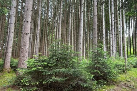 Finning Bauernhöfe, Landwirtschaft, Finning Forstwirtschaft