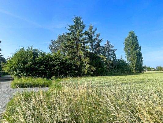 Blick aufs Grundstück