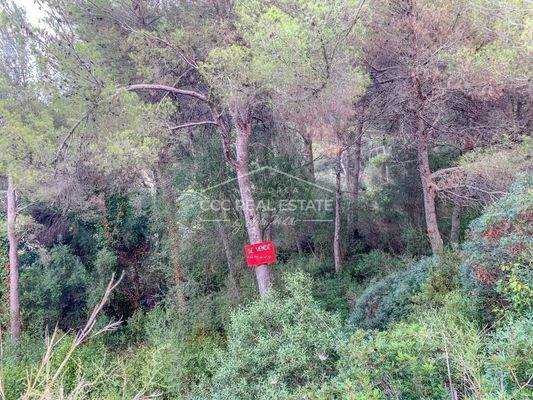 Grundstück mit Baumbestand