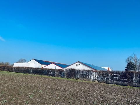 Oppin Halle, Oppin Hallenfläche