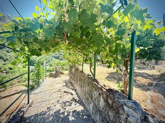 DA_1037_TERRA ITALIA IMMOBILIEN_REAL ESTATE_DOLCEA