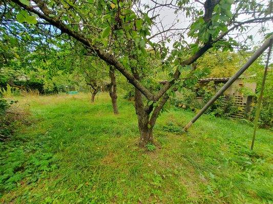 schöner Baumbestand