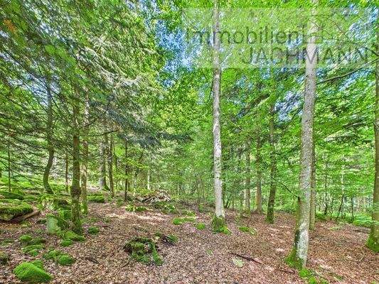 Angrenzender zum Grundstück gehörender Wald