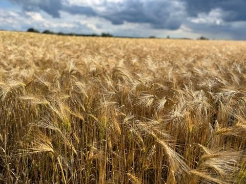 Diekhof Bauernhöfe, Landwirtschaft, Diekhof Forstwirtschaft