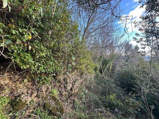 Naturmauer als Grundstücksgrenze