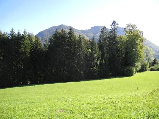 kleiner Wald dabei