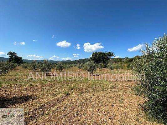 Wiese und Olivenhain