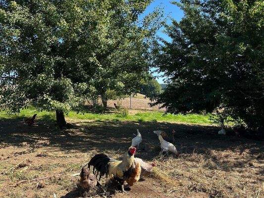 Hühner im Garten1.JPG