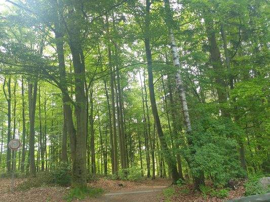 angrenzender Wald.jpg