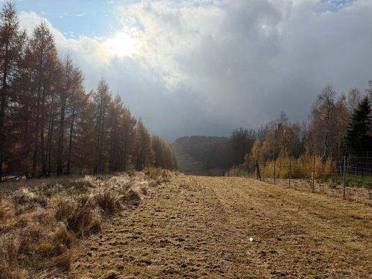 10 Hektar Wildäsungsflächen