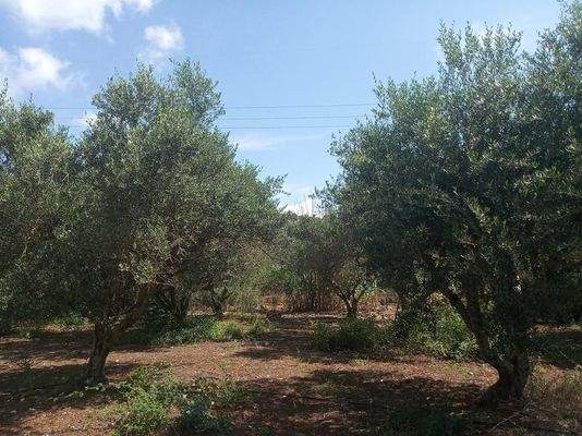 Kreta, Stilos: Landgrundstück mit Wohnhaus zu verkaufen