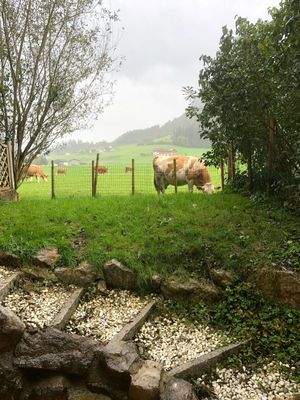 Ausblick vom Wohnzimmer Top 3 Souterrain