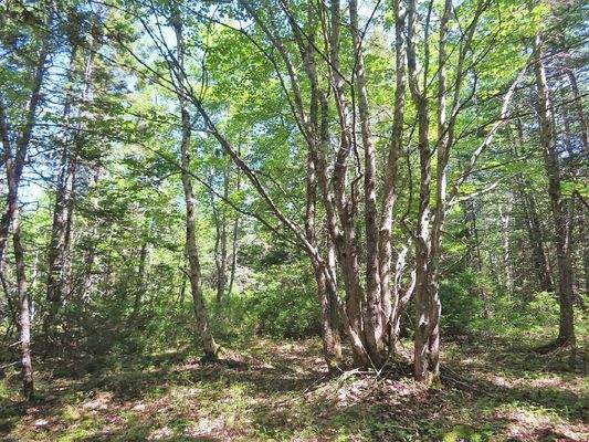 Cape Breton - Roberta - Einzigartiges 79-Hektar-Ar