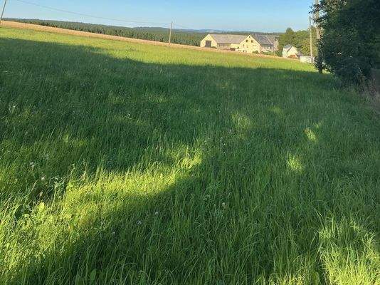 Wiese neben den Hof