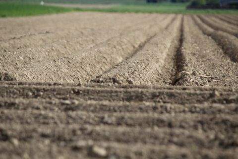Lübbecke Bauernhöfe, Landwirtschaft, Lübbecke Forstwirtschaft