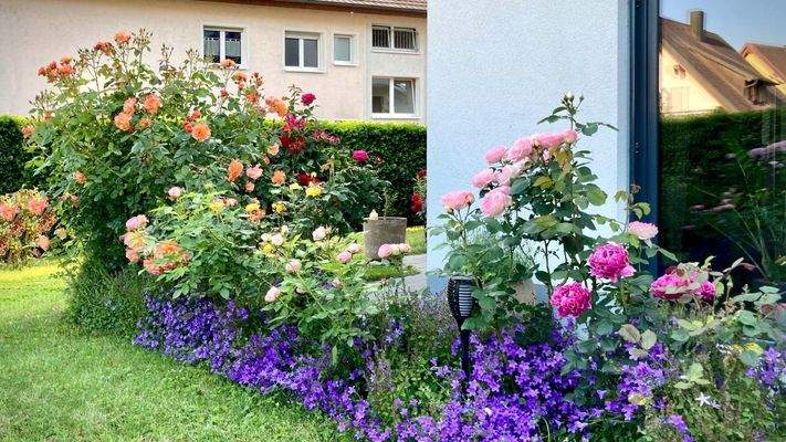 Farbenreiches Rosenbeet im Garten