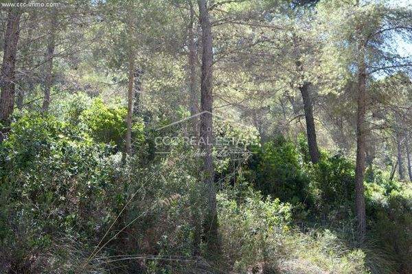 Bewaldetes Grundstück