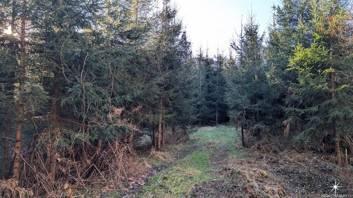 Waldgrundstück Moosburg
