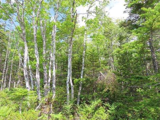 Cape Breton - Tolles Bau-Grundstück mit 12.400 m² 