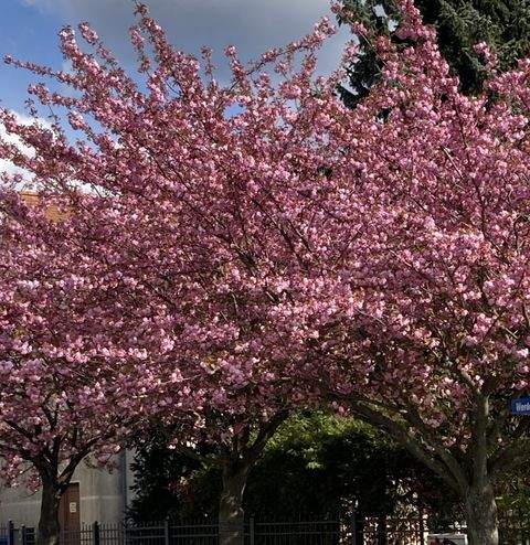 Werder (Havel) Häuser, Werder (Havel) Haus kaufen