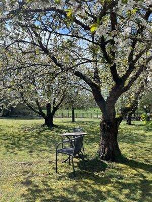 Unterm Kirschbaum 2.jpeg