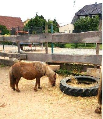 Bilder von der Koppel....jpg