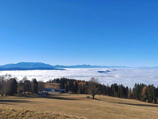 Wald- und Wiesenfläche