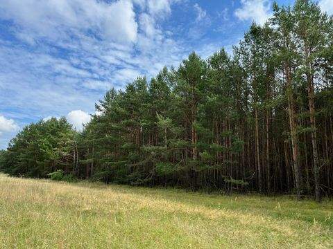 Ziltendorf Bauernhöfe, Landwirtschaft, Ziltendorf Forstwirtschaft