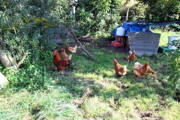 Garten Mitte_Hühner.