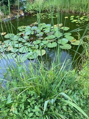 Gartenteich2.jpg