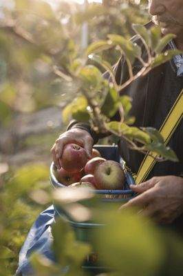Eppan-Obstwiese-Apfel-zu-verkaufe-meleto-in-vendita-ad-Appiano