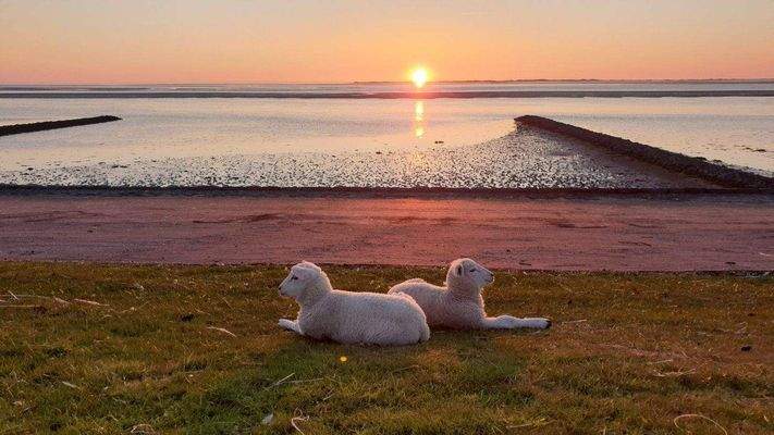 Abendstimmung am Deich.jpg