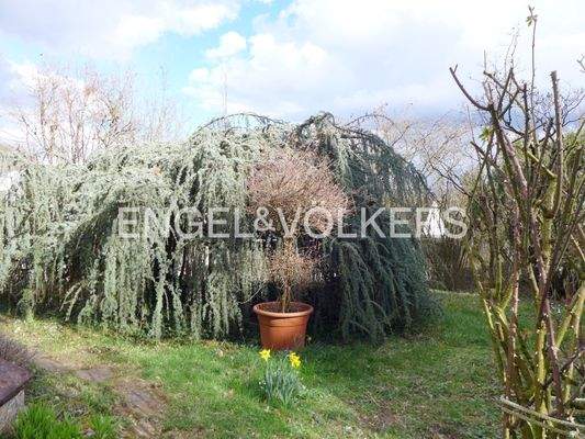 Herrlicher Baumbestand