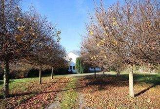 Baumallee zum Anwesen